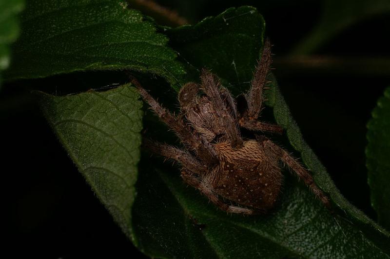 Eriophora_transmarina_D7816_Z_88_North Stradbroke island_Australie.jpg